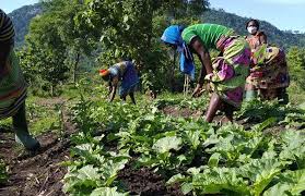 Cameroun - Les femmes, l'agriculture et le développement rural
