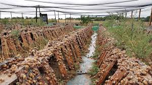 L'escargot : un mollusque qui vaut de l'or au Cameroun