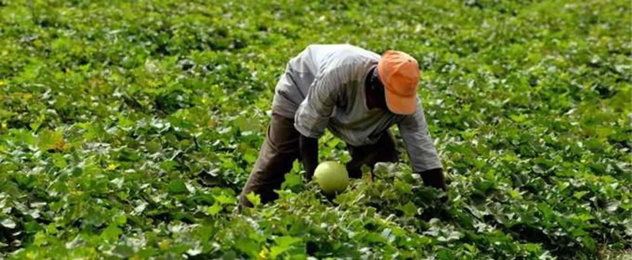 L’agriculture Africaine, un secteur en plein essor